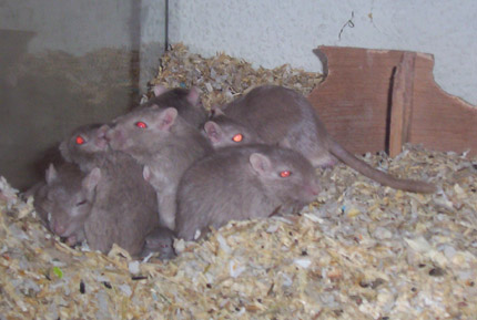 Unsere Mäuse
